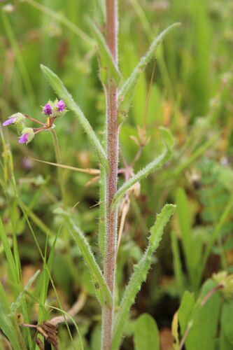 Image of Anchusa undulata by (c) Olivier Argagnon, some rights reserved (CC BY)