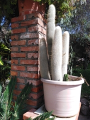 Cleistocactus strausii