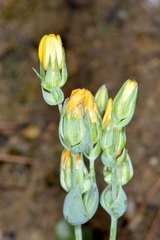 Blackstonia acuminata