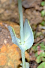 Blackstonia acuminata