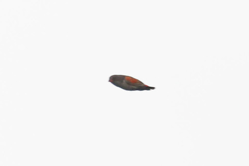 Locust Finch (Paludipasser locustella), photo 1