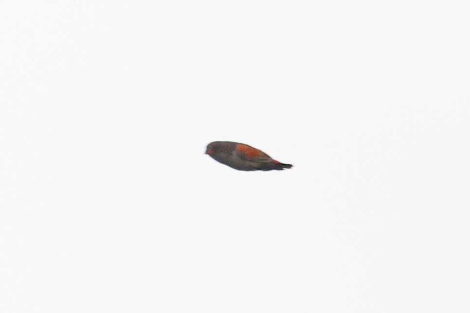 Locust Finch (Paludipasser locustella), photo 1