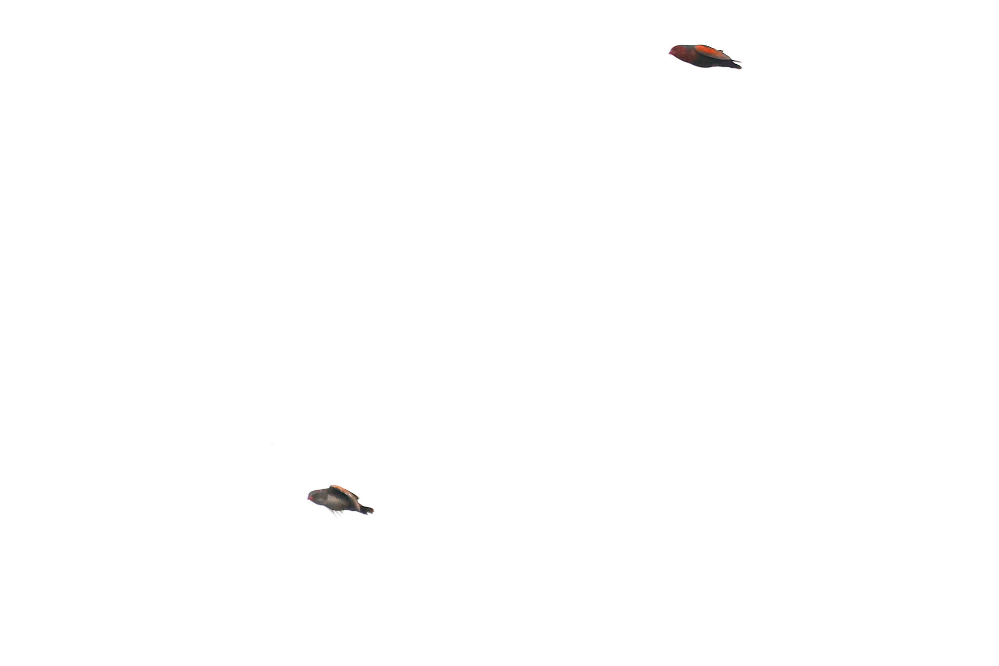 Locust Finch (Paludipasser locustella), photo 2