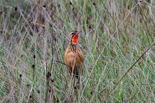 Grimwood's Longclaw (Macronyx grimwoodi), photo 5