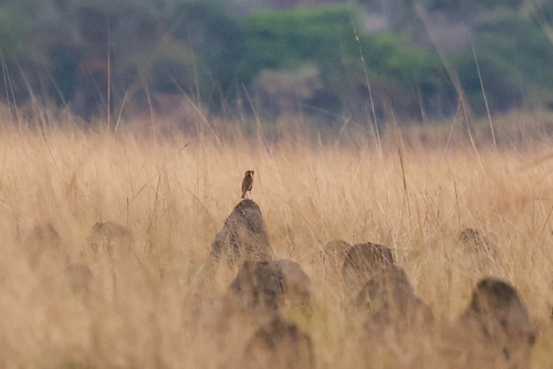 Fülleborn's Longclaw (Macronyx fuelleborni), photo 4