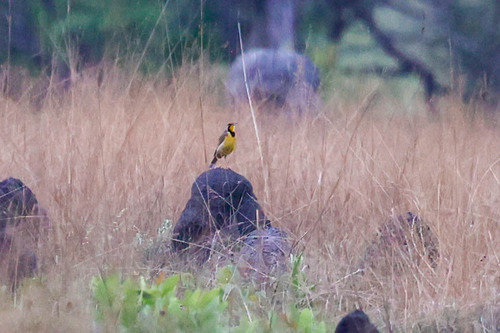 Fülleborn's Longclaw (Macronyx fuelleborni), photo 5