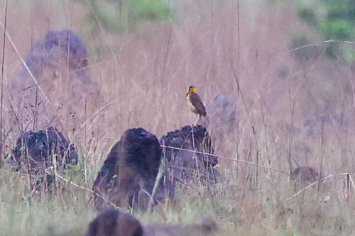 Fülleborn's Longclaw (Macronyx fuelleborni), photo 9