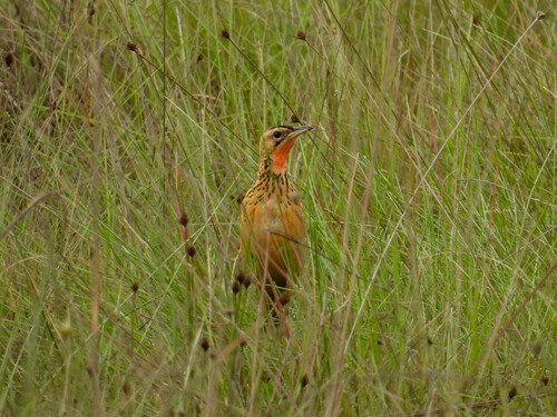 Grimwood's Longclaw (Macronyx grimwoodi), photo 4