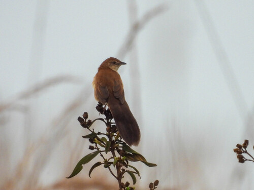 Fan-tailed Grassbird (Catriscus brevirostris), photo 3
