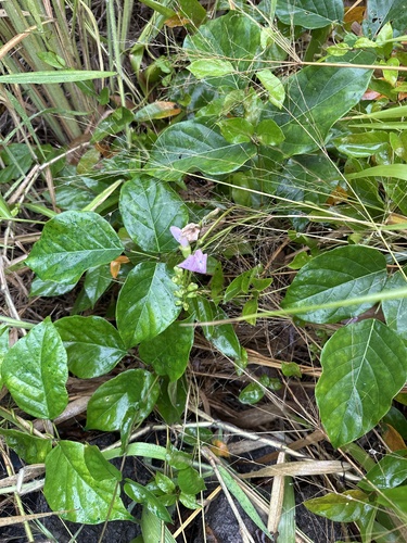 Canavalia cathartica observed 2025-04-04