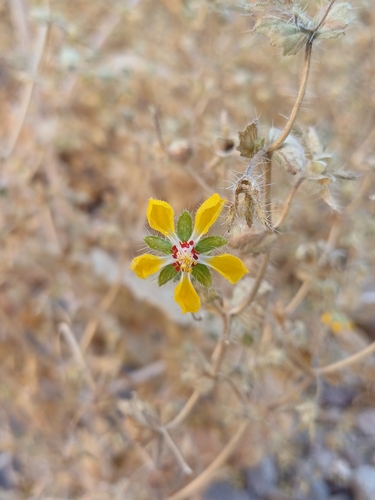 ortiga caballuna (Loasa insons)