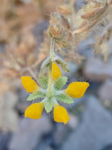 Image of Loasa insons by (c) Álvaro Parra Valdivia, some rights reserved (CC BY)