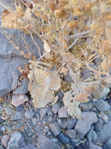 Image of Loasa insons by (c) Álvaro Parra Valdivia, some rights reserved (CC BY)