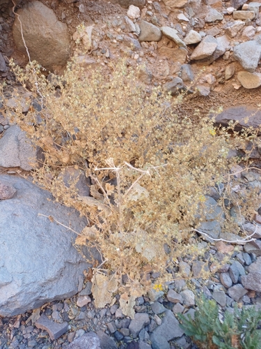 Image of Loasa insons by (c) Álvaro Parra Valdivia, some rights reserved (CC BY)