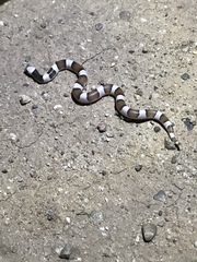 Phyllorhynchus browni