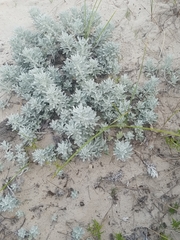 Artemisia stelleriana