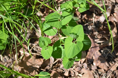 Image of Aristolochia pallida by (c) Matteo Negro, some rights reserved (CC BY-SA)