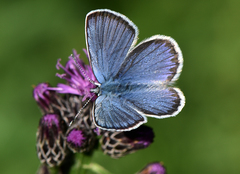 Plebejus idas