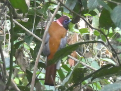 Harpactes diardii diardii