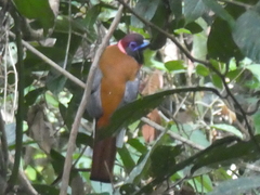 Harpactes diardii diardii