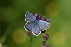 Plebejus idas