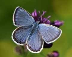 Plebejus idas