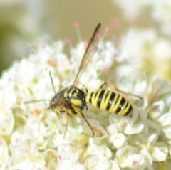 Eucerceris provancheri