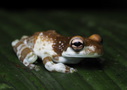 Toad-wife Tree Frog