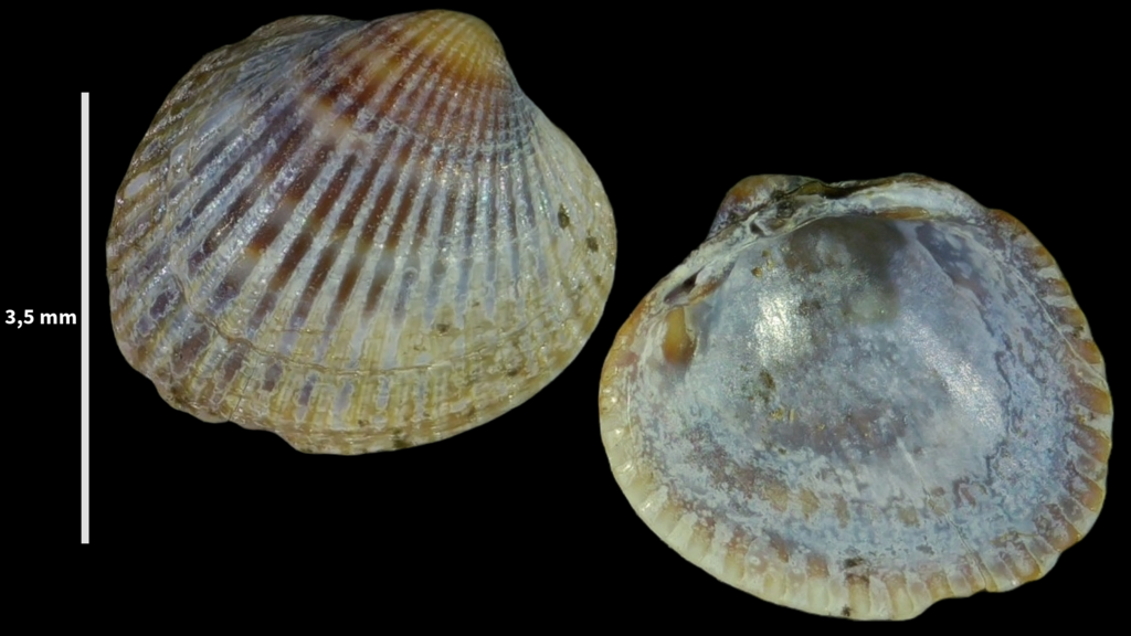 Copenhagen cockle