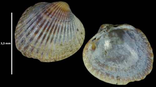 Copenhagen cockle