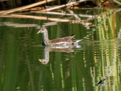 Gallinula galeata