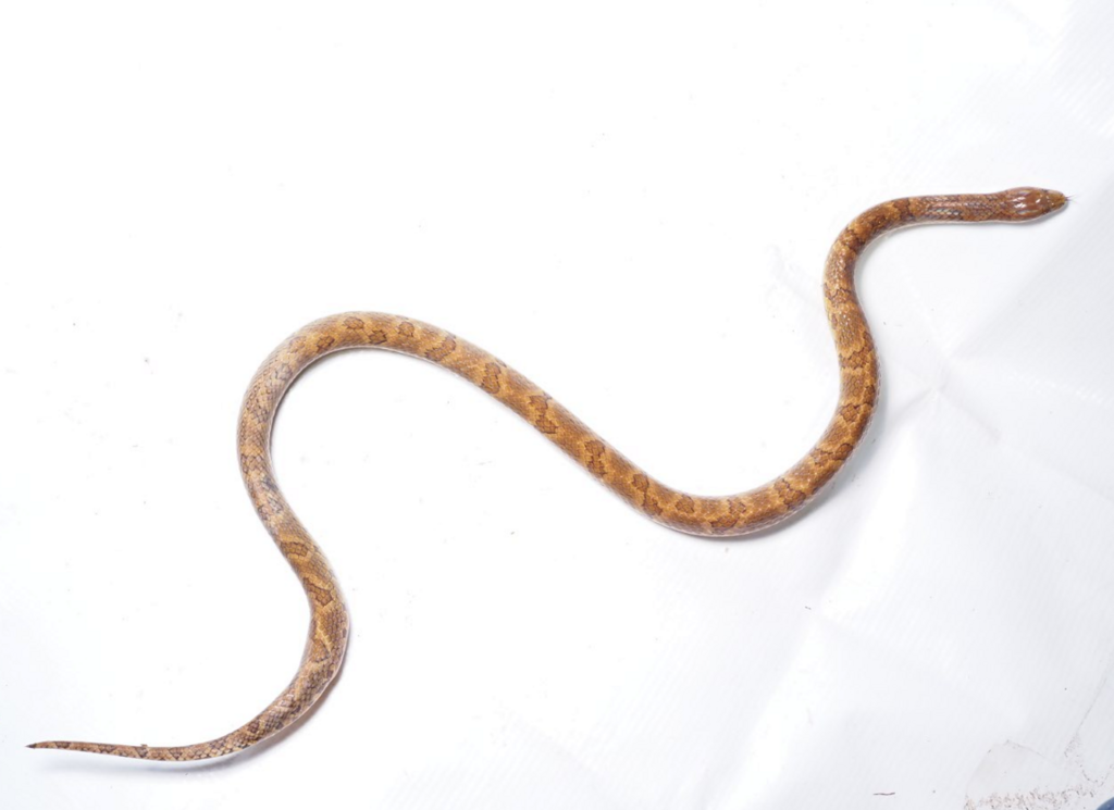 Brown Ground Snake