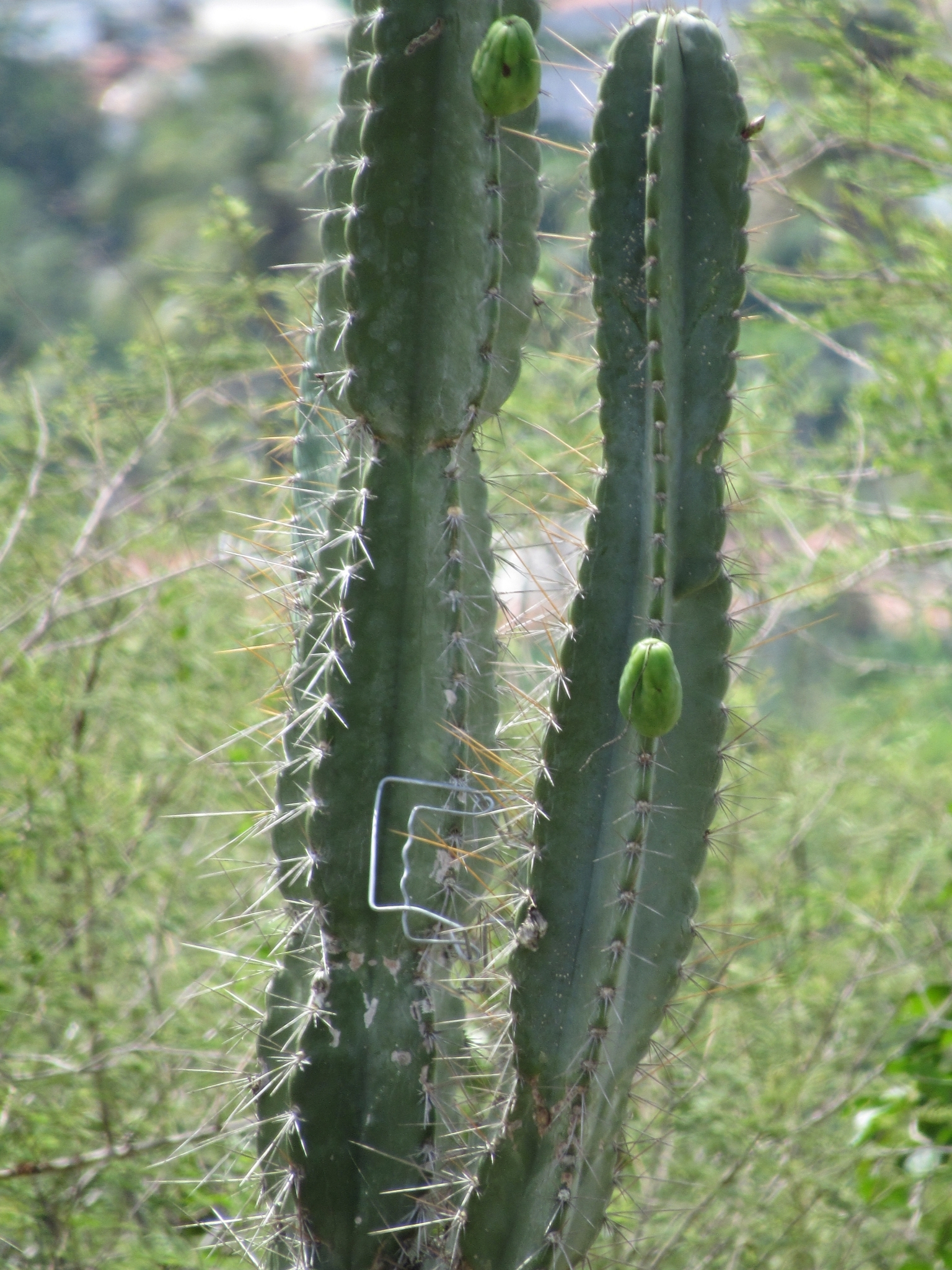 Cereus jamacaru