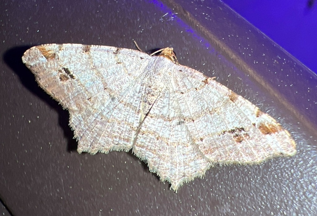 Common Angle