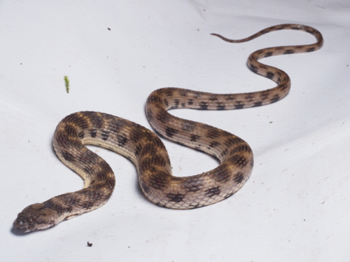 Shreve's Keelback