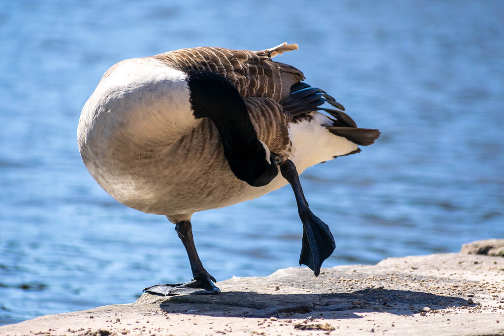 Canada Goose in April 2025 by Blue · iNaturalist