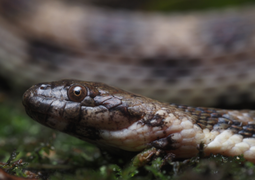 Shreve's Keelback