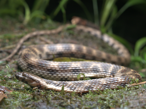 Shreve's Keelback