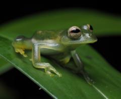 Tzunantza Giant Glass Frog
