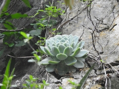 Echeveria simulans