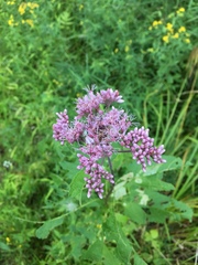 Eutrochium maculatum maculatum