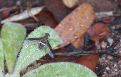 Exoprosopa rostrifera