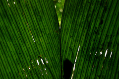 Pinanga