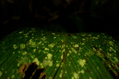 Pinanga