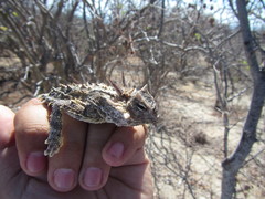 Phrynosoma coronatum