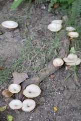 Lentinus sajor-caju