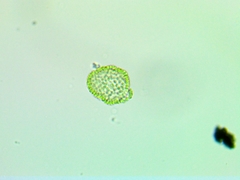 Chlamydomonadales