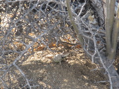 Sceloporus zosteromus
