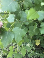 Populus deltoides