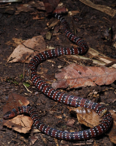 Ornate Coralsnake